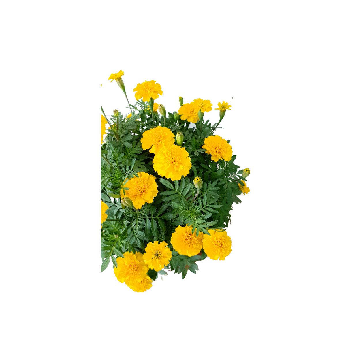 Chrysanthemum (Small)