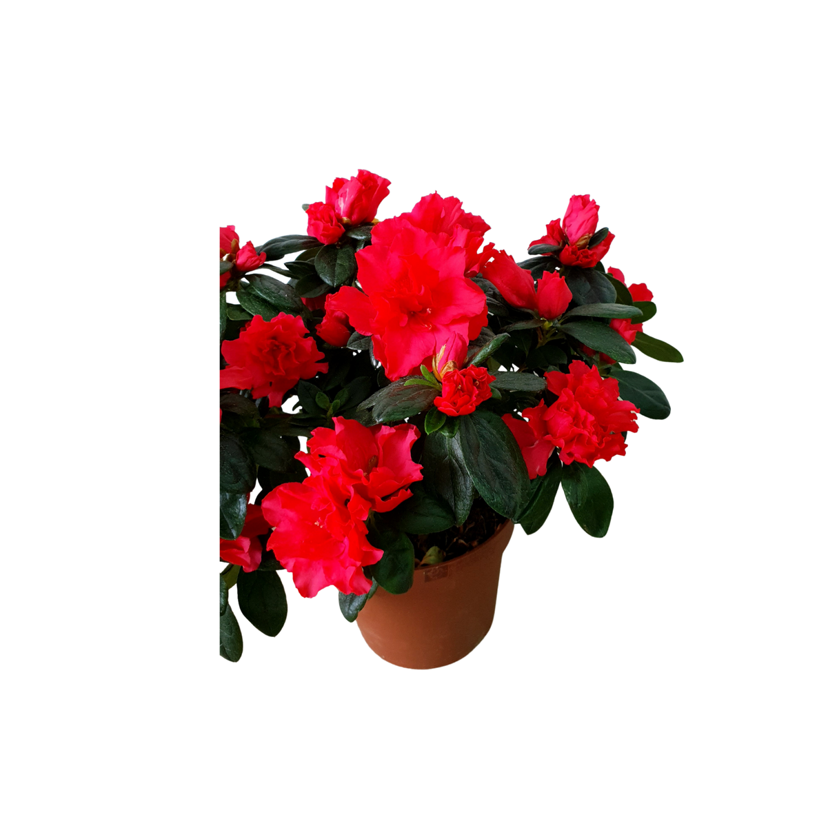 Azalea Indica Pot 12cm (Red) 杜鹃花