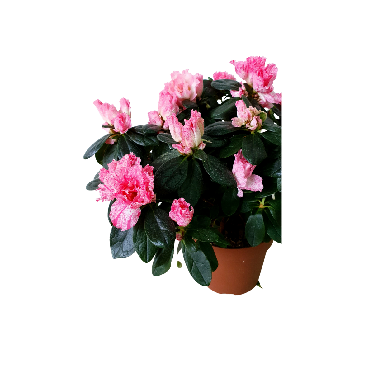 Azalea Indica Pot 12cm (Pink) 杜鹃花
