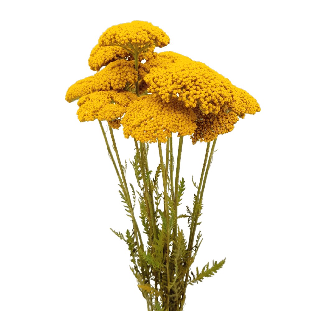Achillea Yellow (Holland)