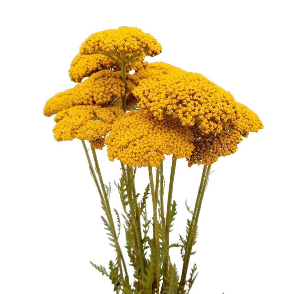 Achillea Yellow (Holland)