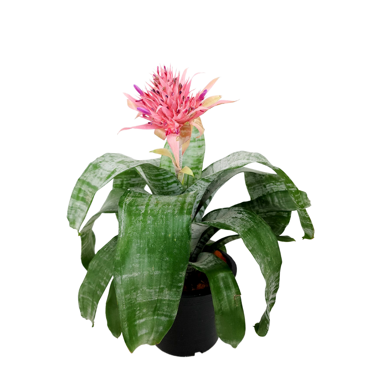 Aechmea Fasciata Pink Flower