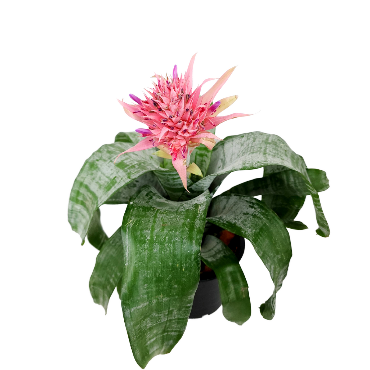 Aechmea Fasciata Pink Flower