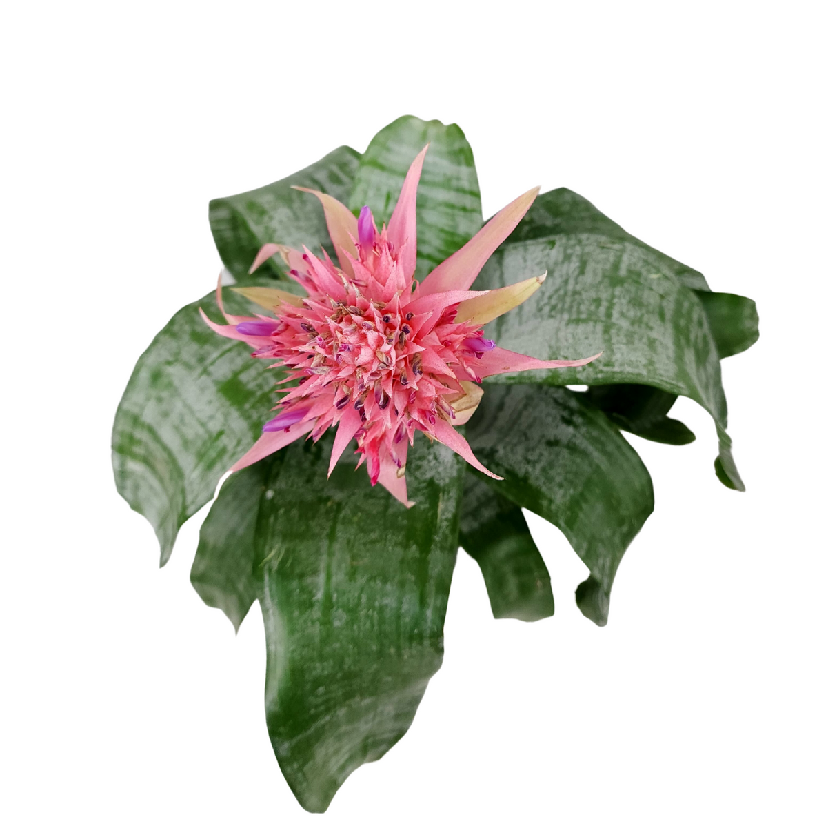 Aechmea Fasciata Pink Flower