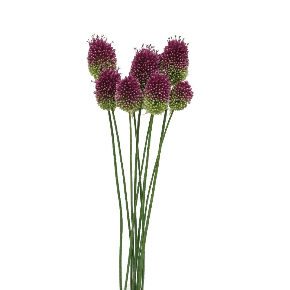 Allium Bullet (Holland)