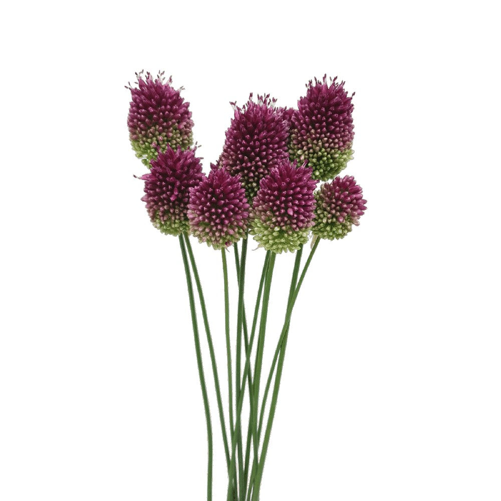 Allium Bullet (Holland)