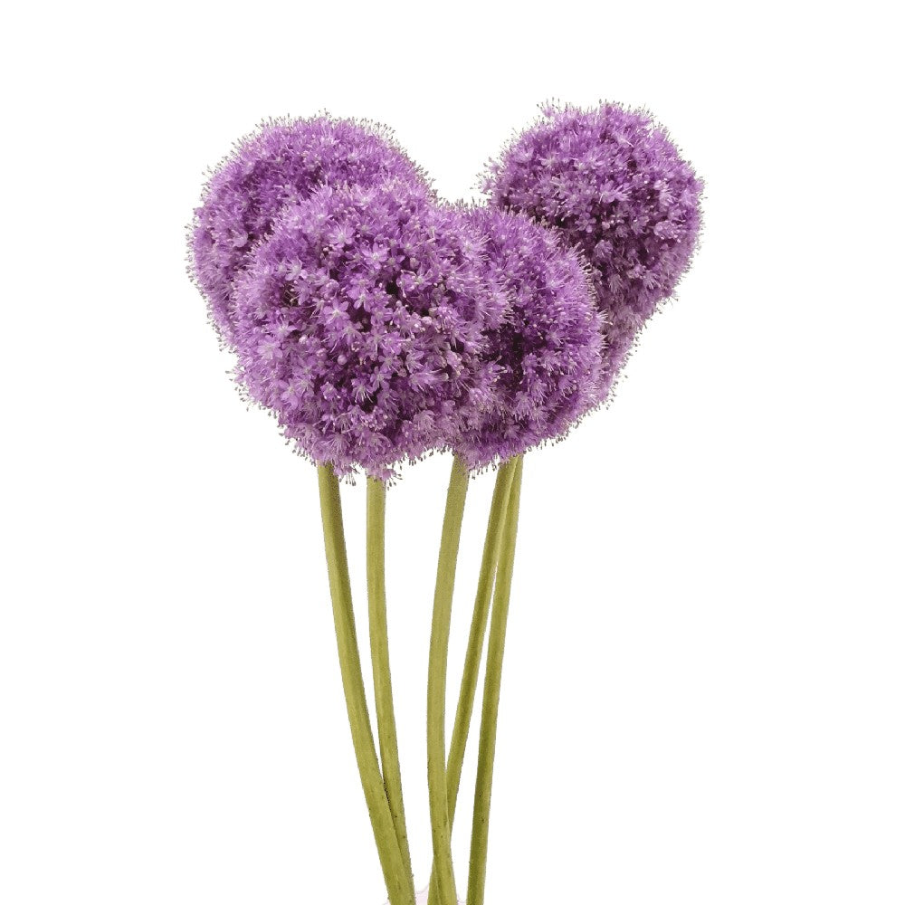 Allium Giganteum (Holland)