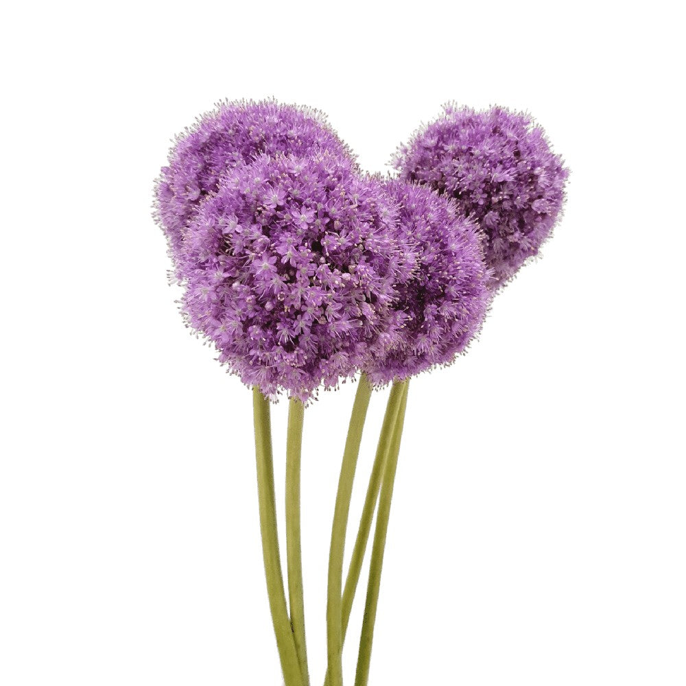 Allium Giganteum (Holland)