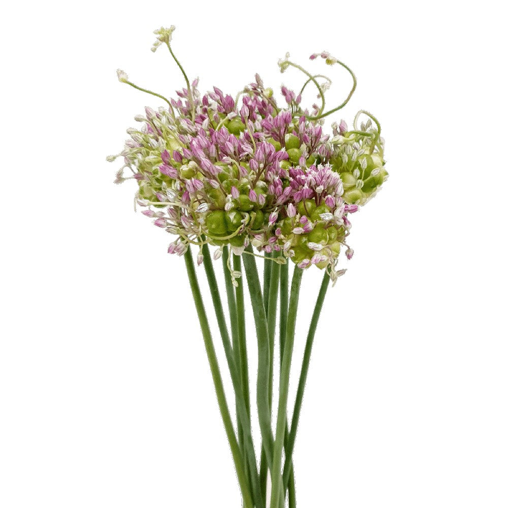 Allium Purple Sensation (Holland)