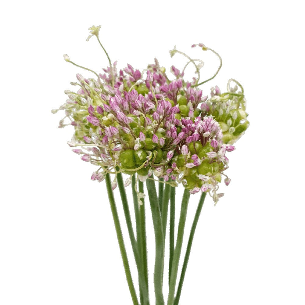 Allium Purple Sensation (Holland)