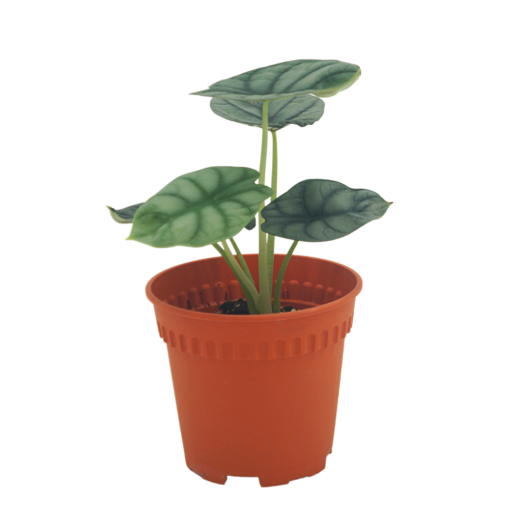 Alocasia Silver Dragon