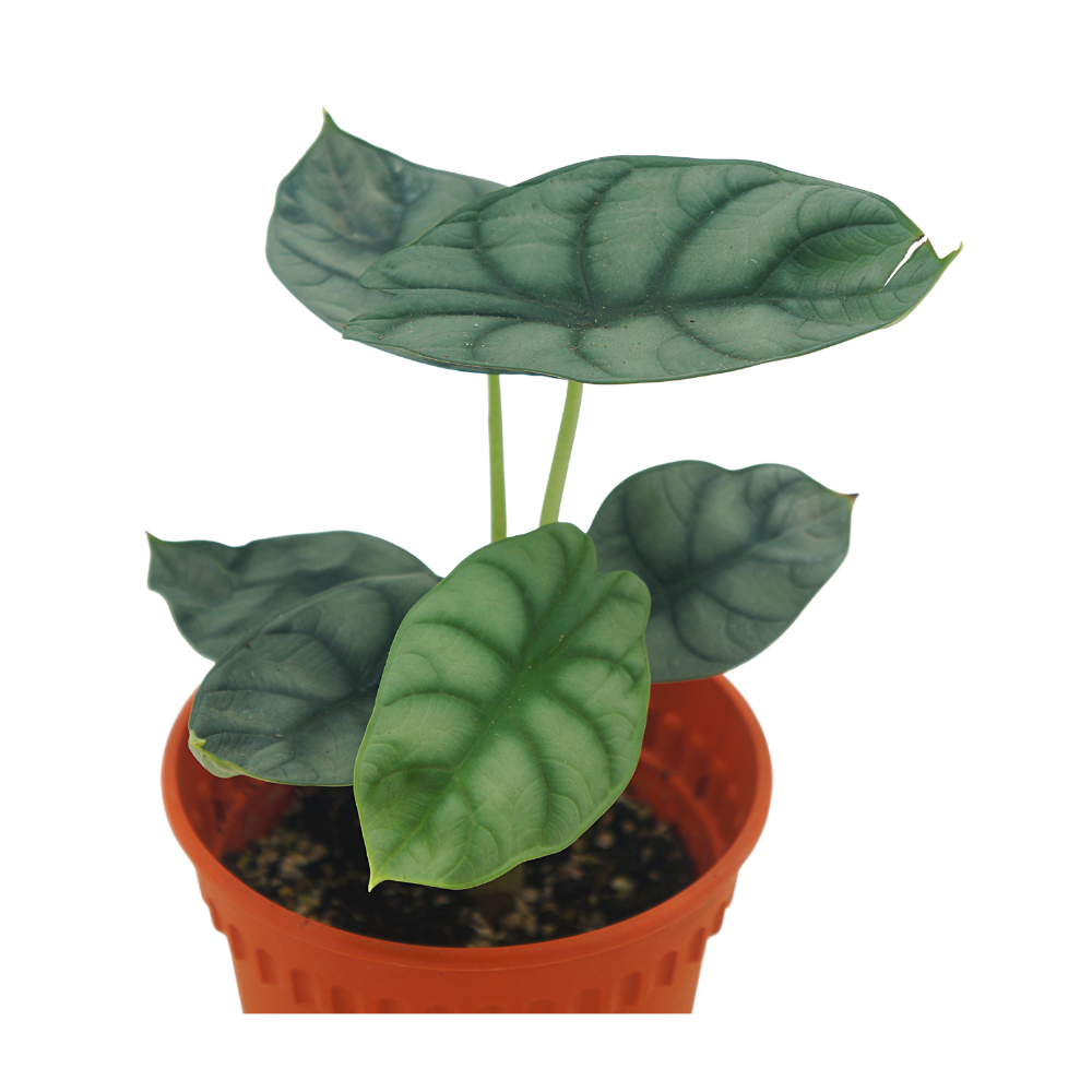 Alocasia Silver Dragon