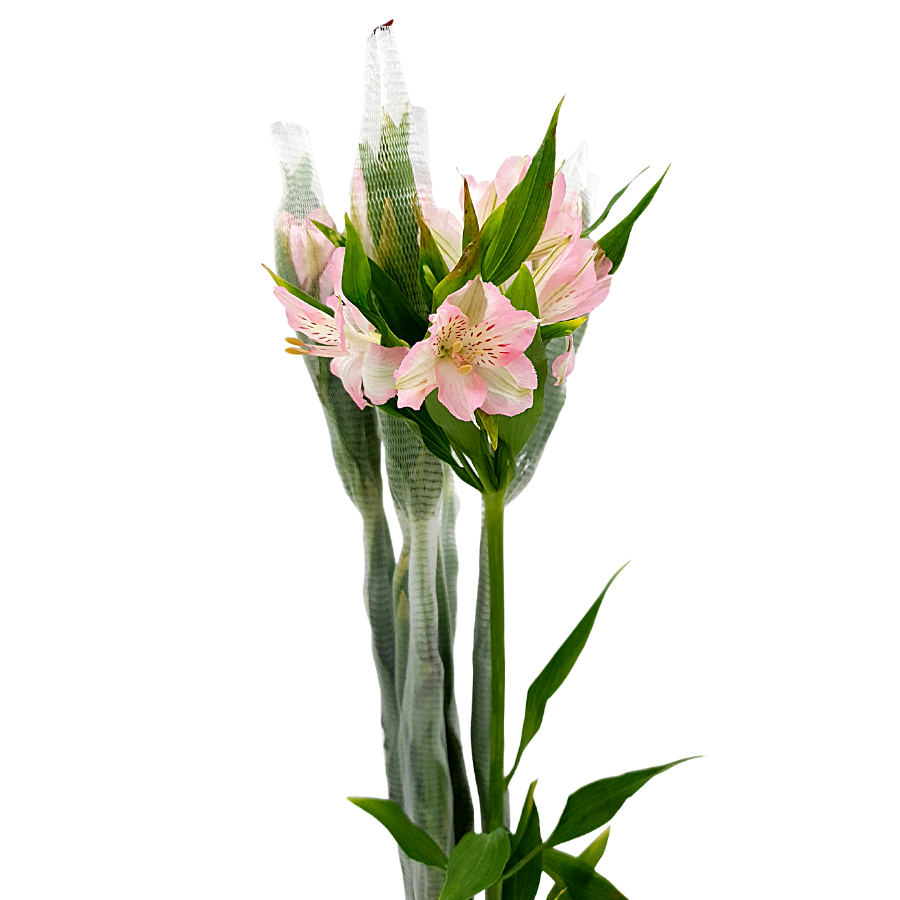 Alstroemeria (Columbia)