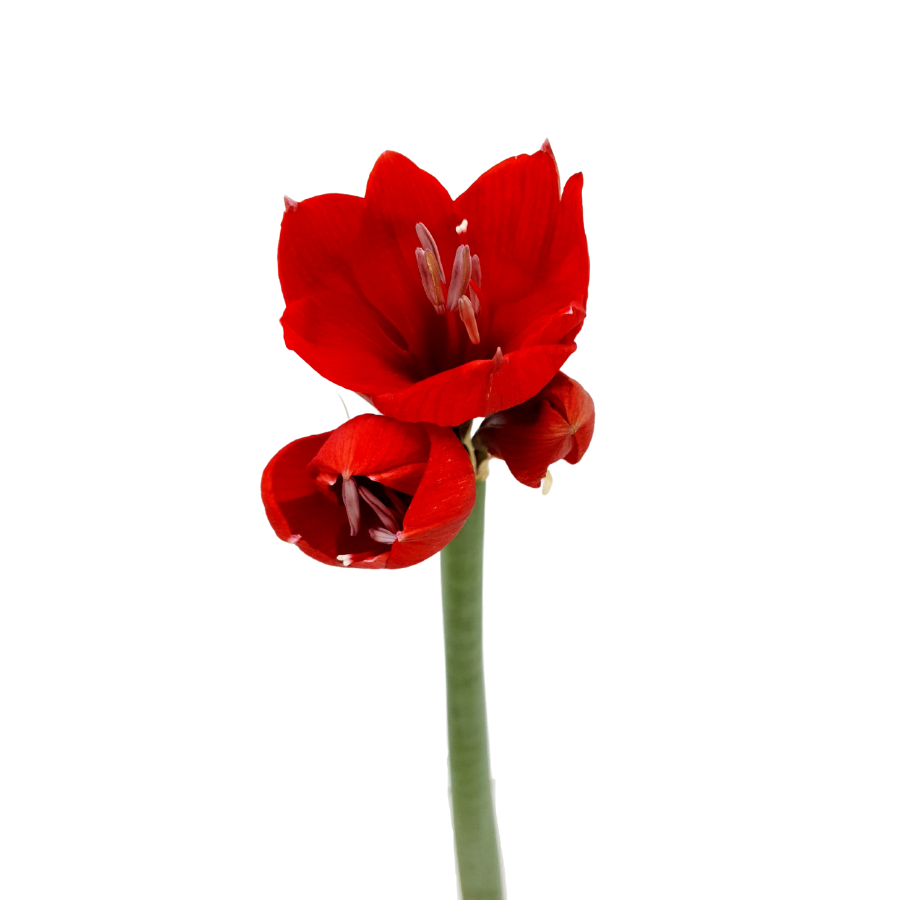 Amaryllis (Holland)
