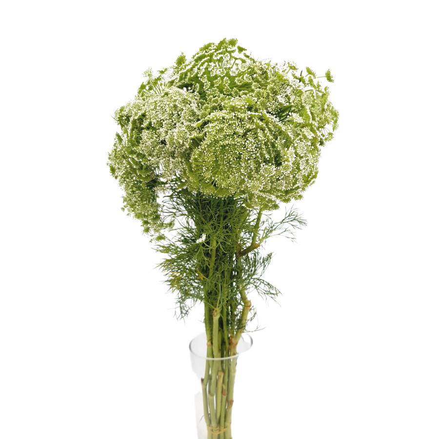Ammi Visnaga (Holland)