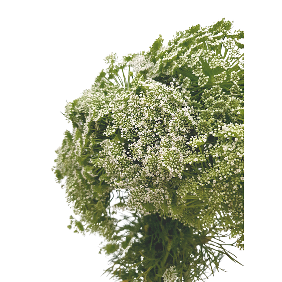 Ammi Visnaga (Holland)