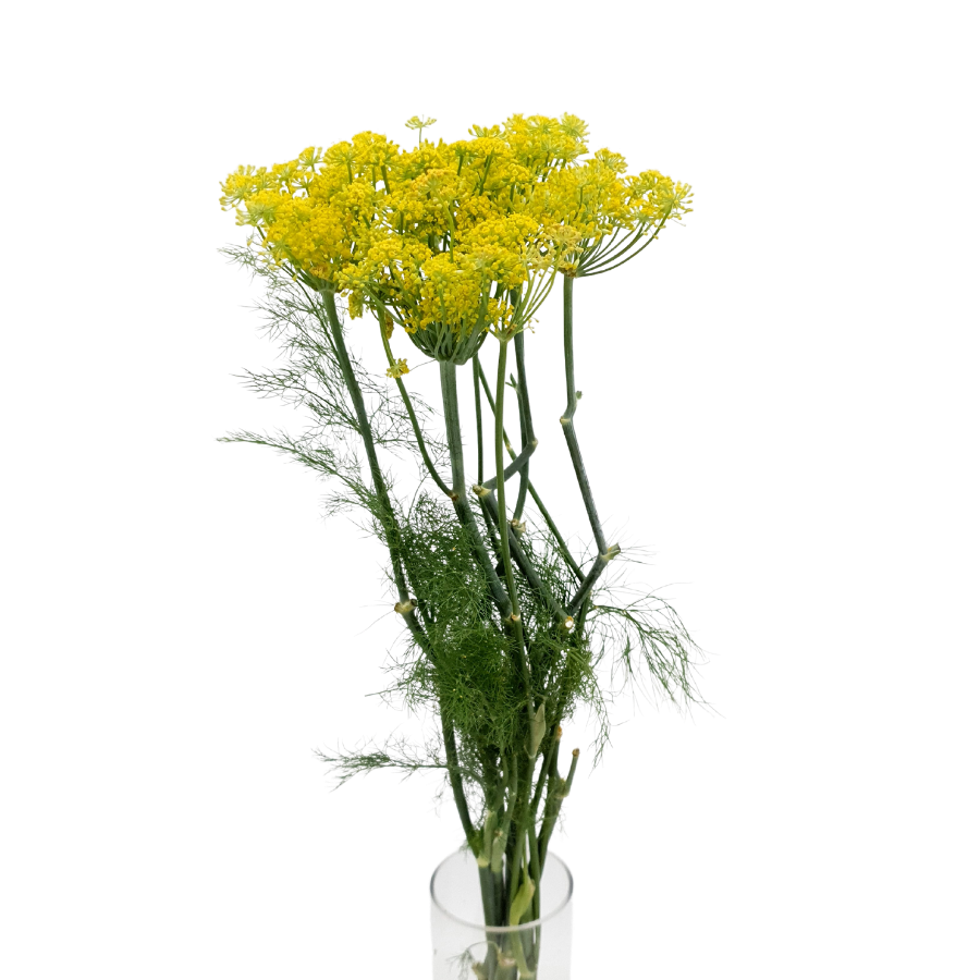 Anethum Yellow (China)