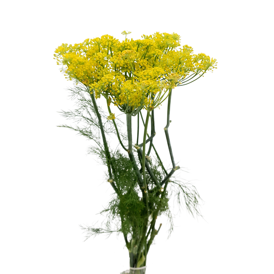 Anethum Yellow (China)