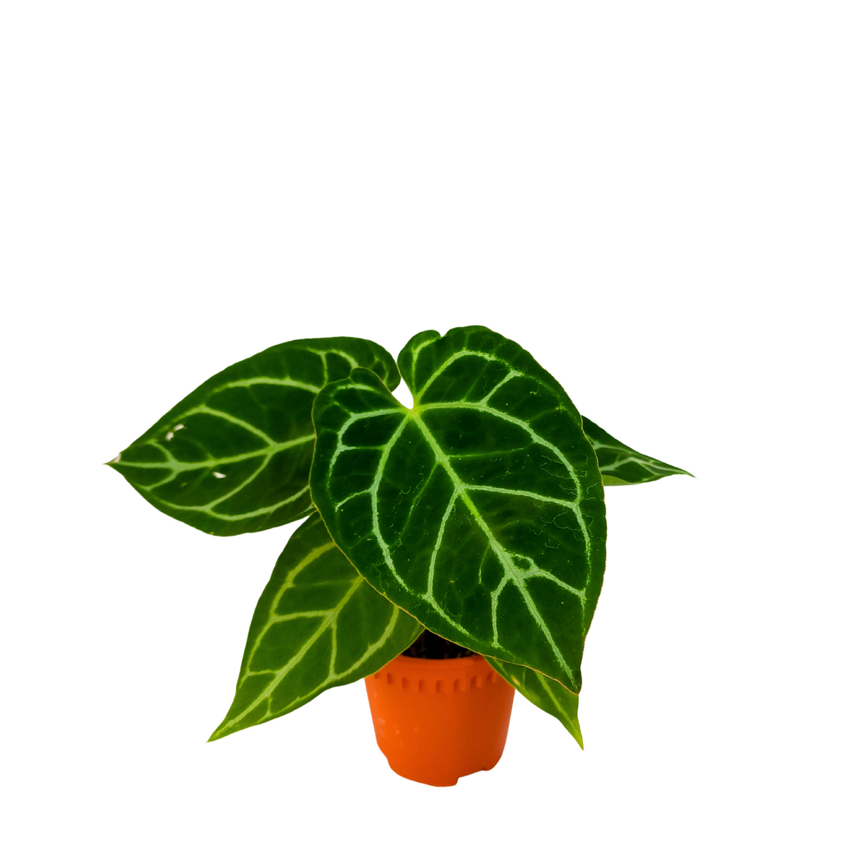 Anthurium Crystallium