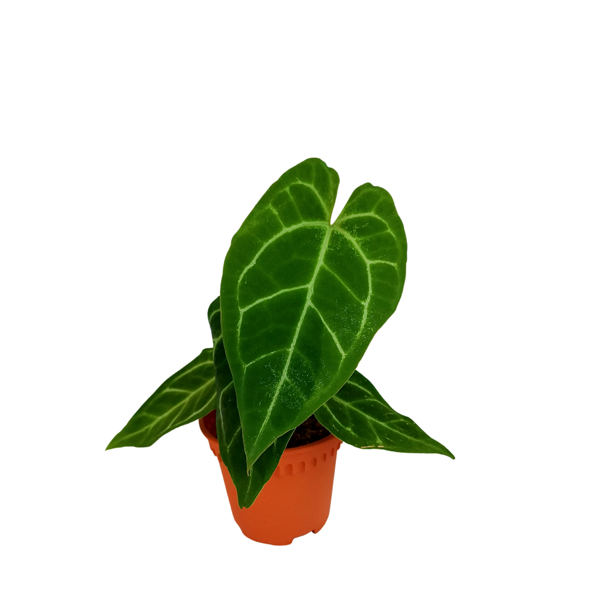 Anthurium Crystallium