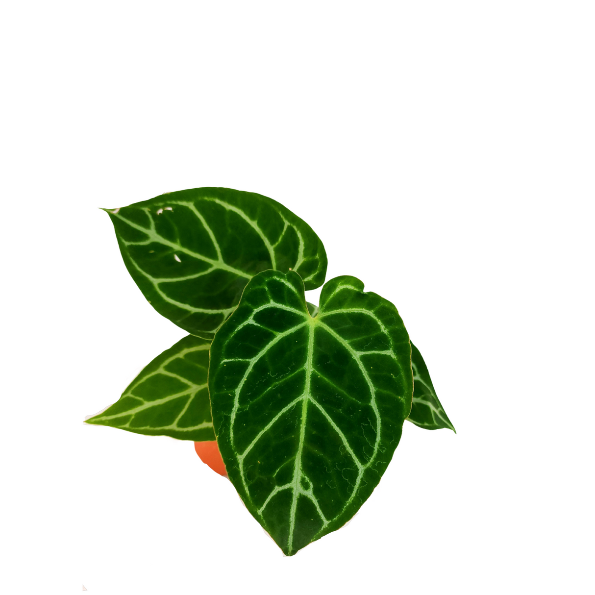 Anthurium Crystallium