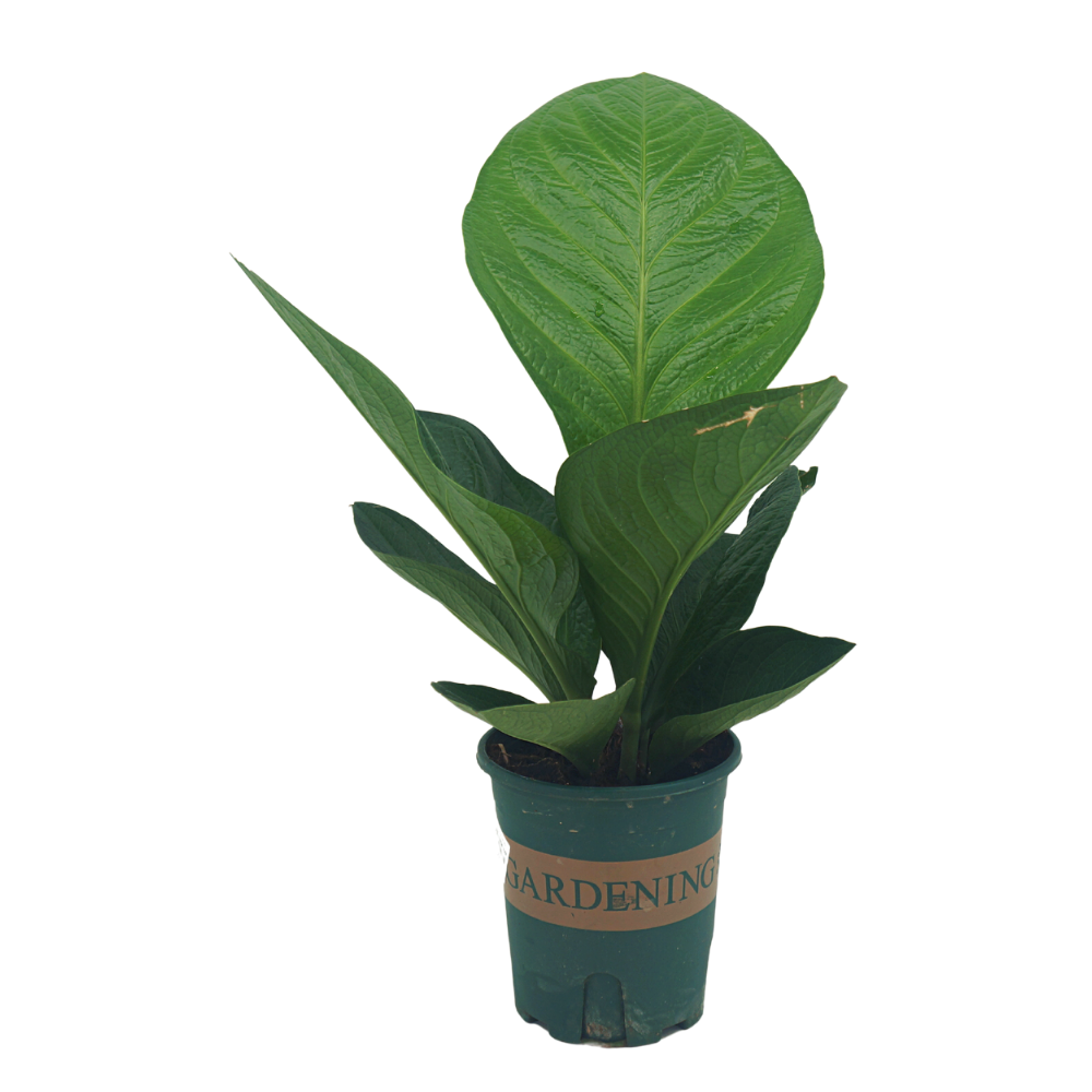 Bird's Nest Anthurium