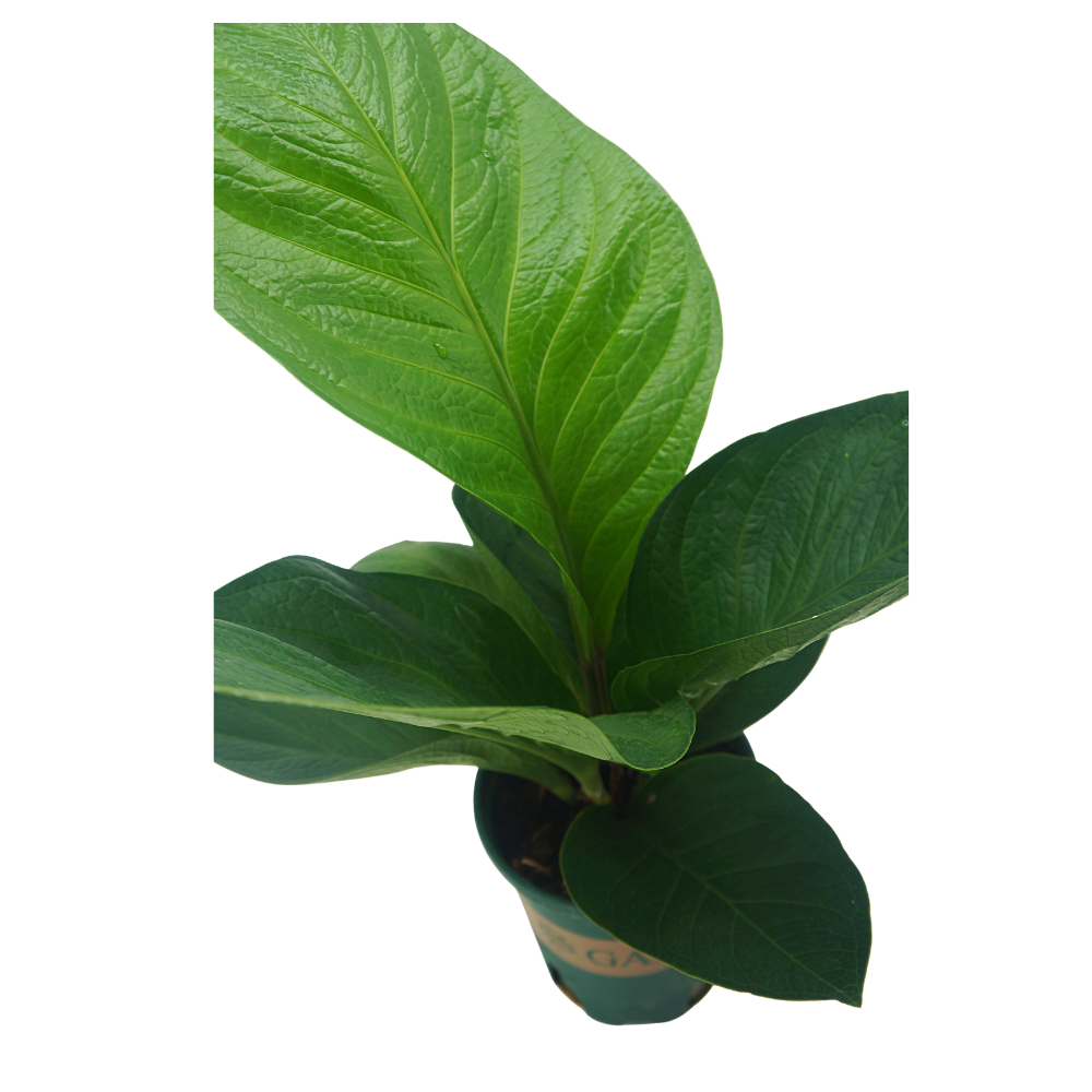 Bird's Nest Anthurium