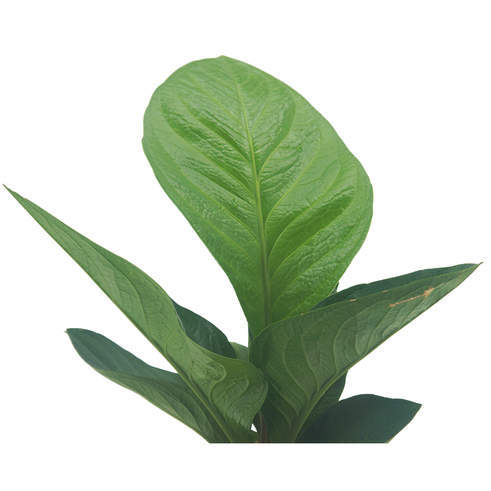 Bird's Nest Anthurium