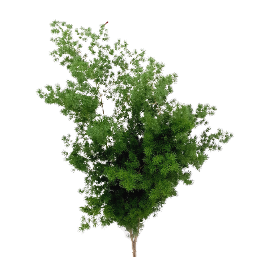 Evergreen plant, green algae, liverworts.