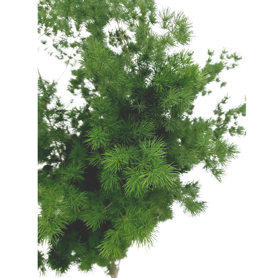 Asparagus Myriocladus Mint Fern (China)