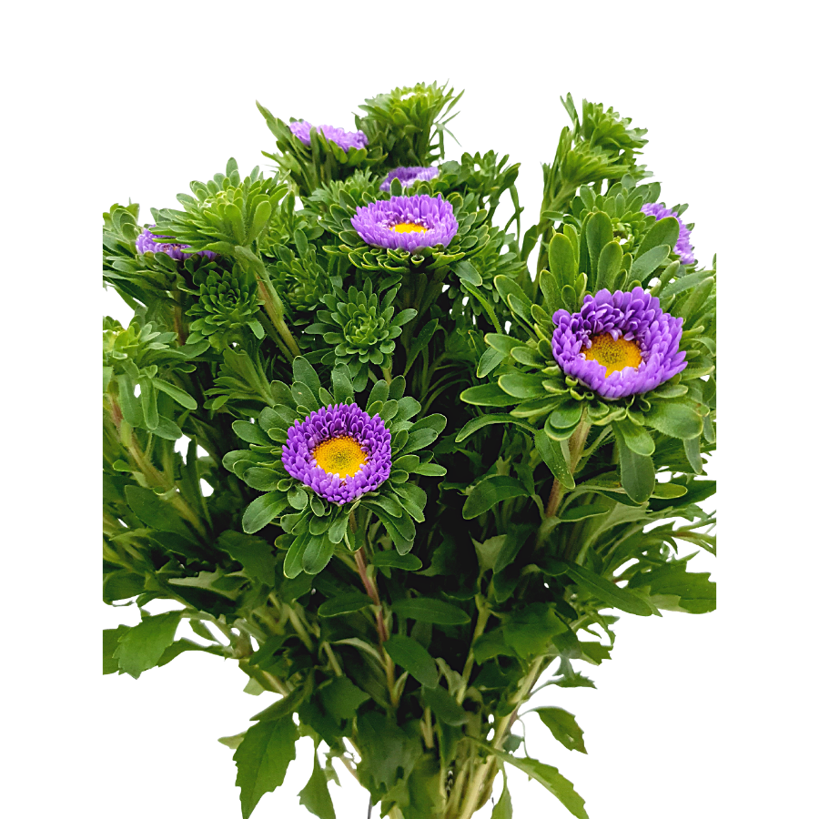 Aster (Imported)