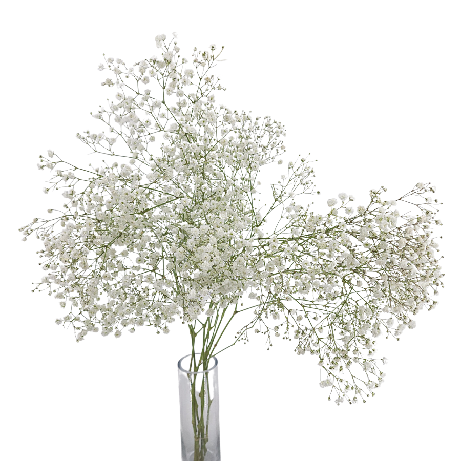 White hydrangea in crystal vase.