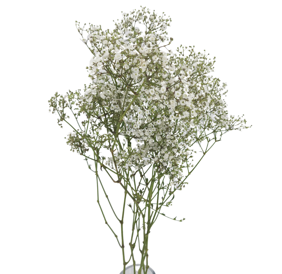 Crystal quartz mineral on houseplant.