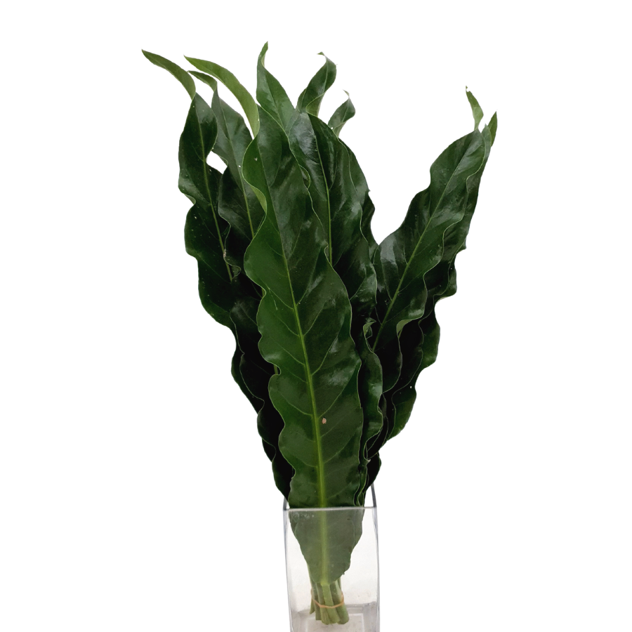 Bird Nest Osaka (Malaysia)