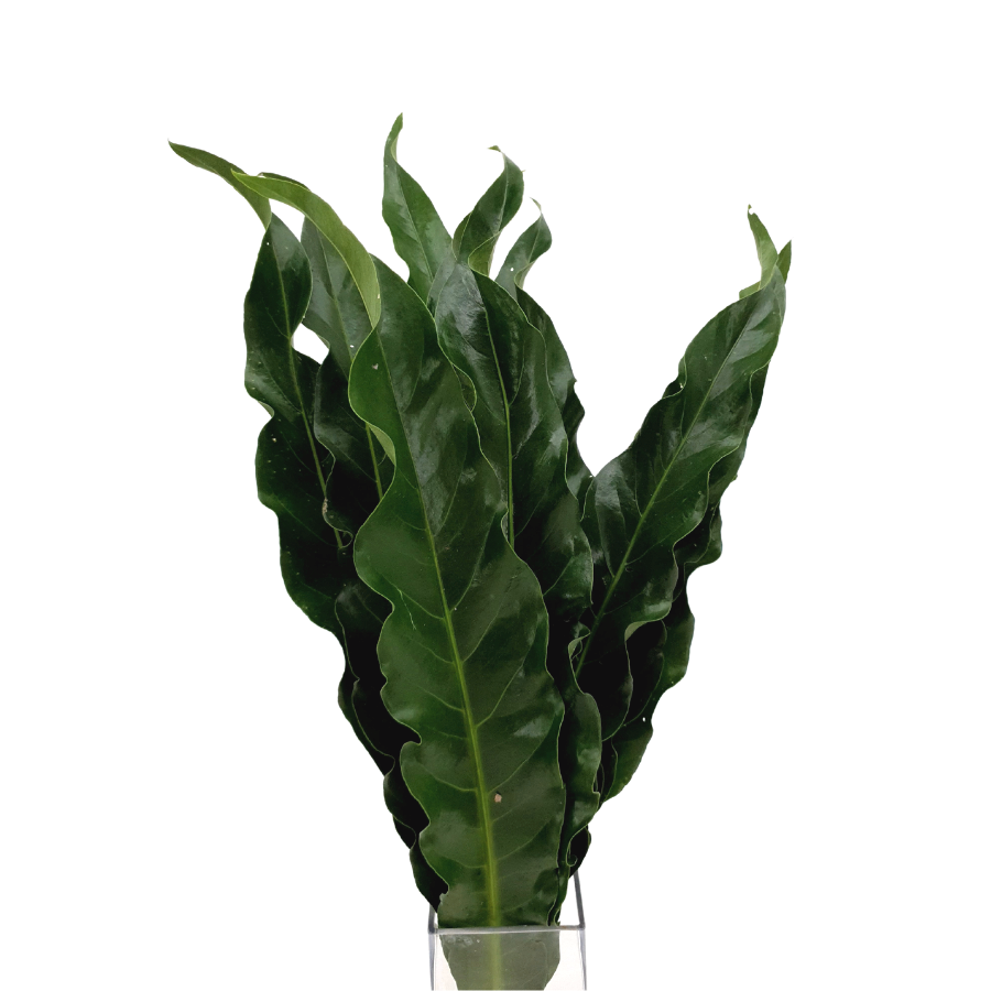 Bird Nest Osaka (Malaysia)