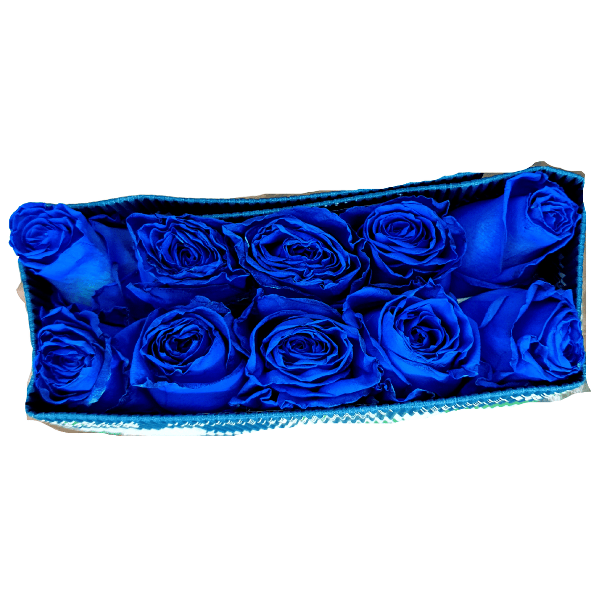 Blue and purple hybrid tea rose in garden.