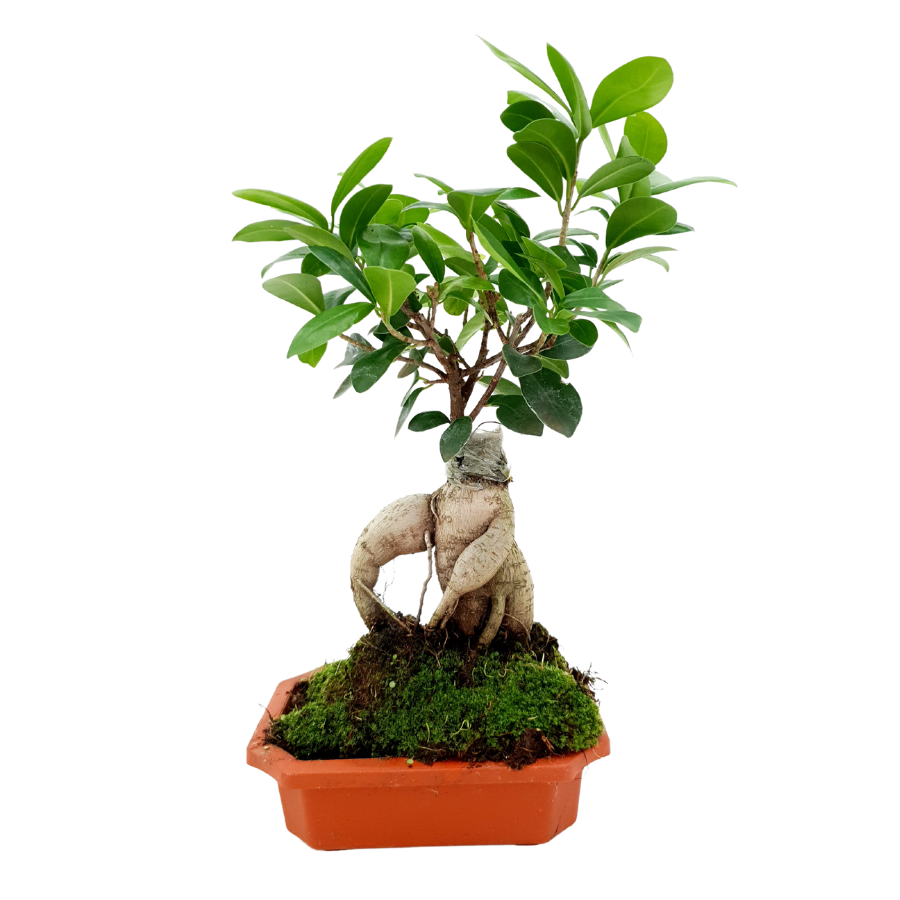 Bonsai tree in flowerpot with geraniums.