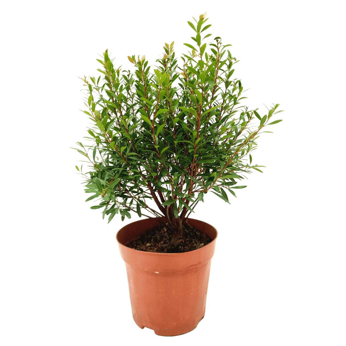 Herb plant in flowerpot.