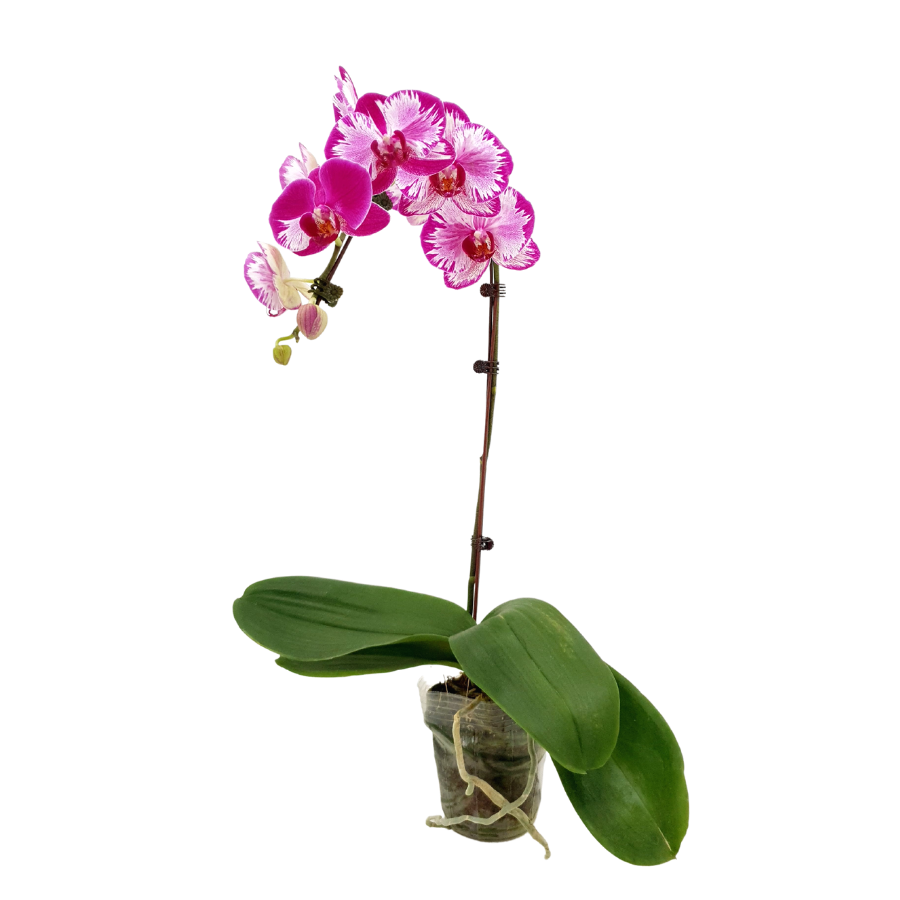 Pink moth orchid flower arrangement with purple petals.