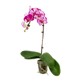 Phalaenopsis Orchid (Un-potted)
