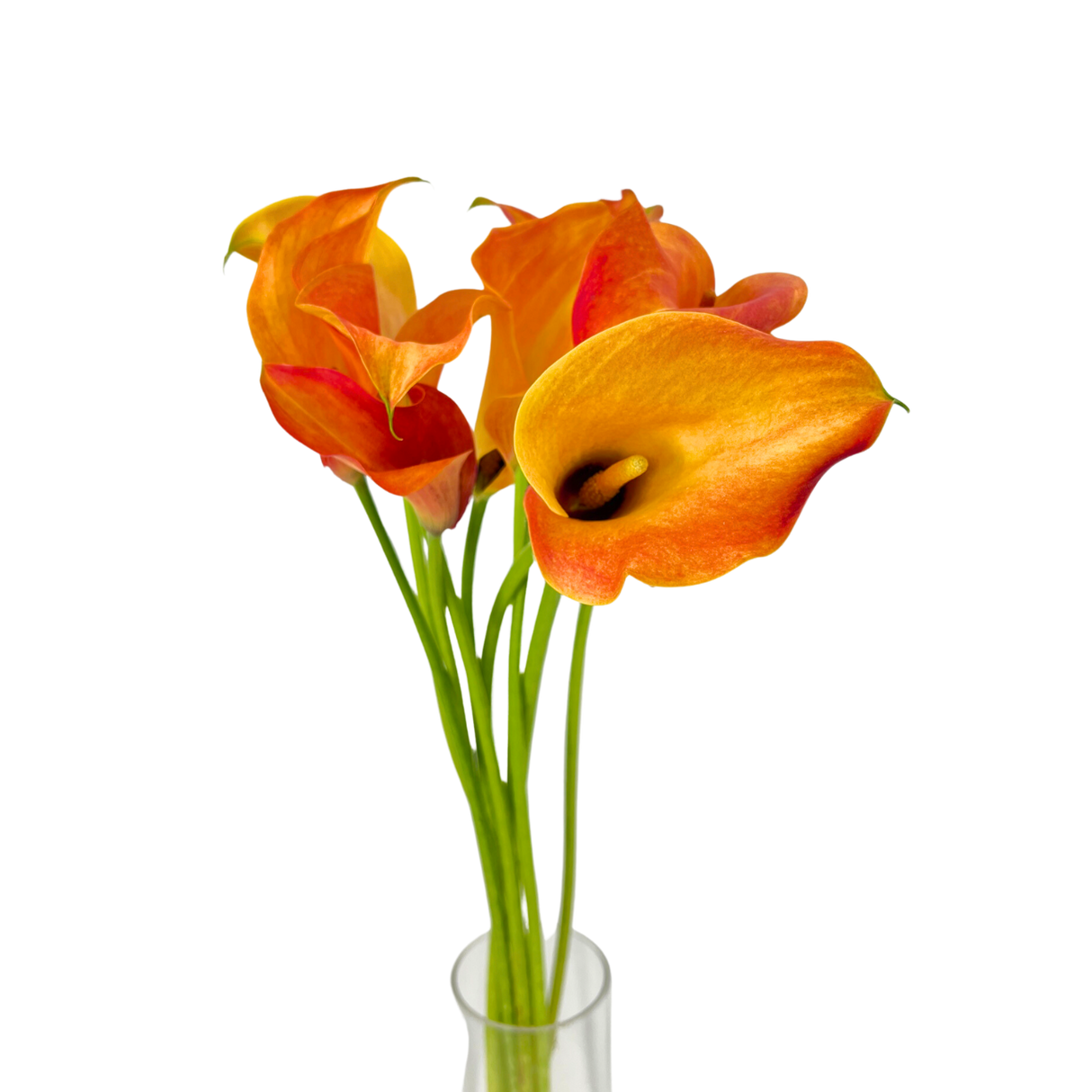 Calla Lily (Holland)