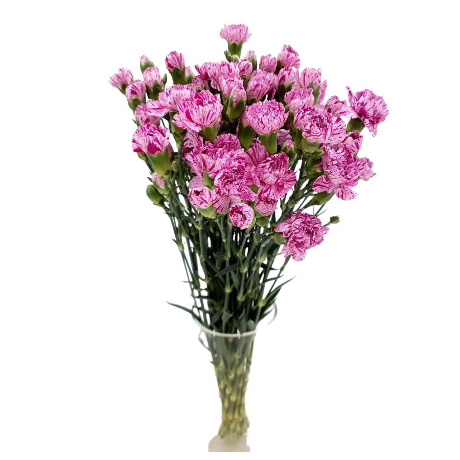 Carnation Spray (Vietnam)