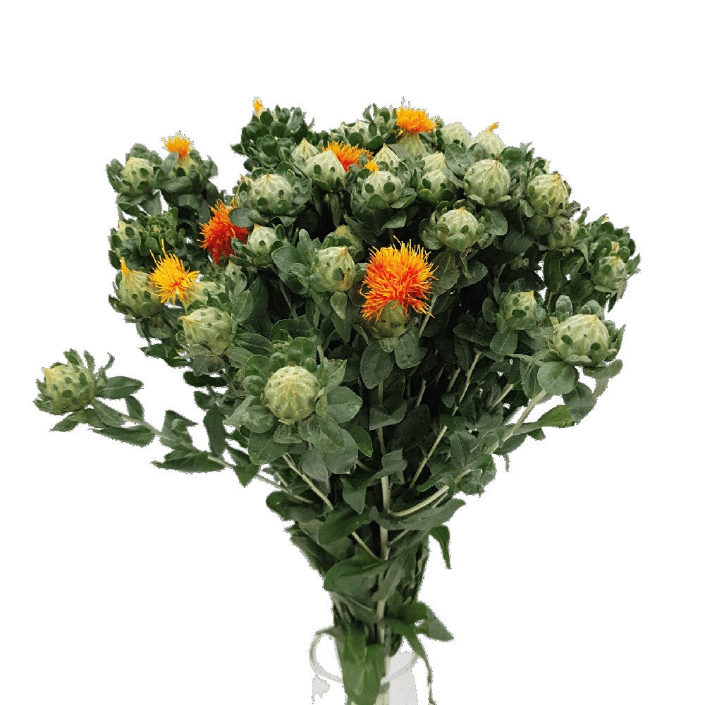 Carthamus Orange (China)