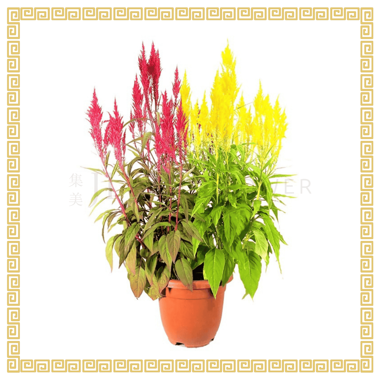 Celosia 凤尾 Double Color (2-in-1)