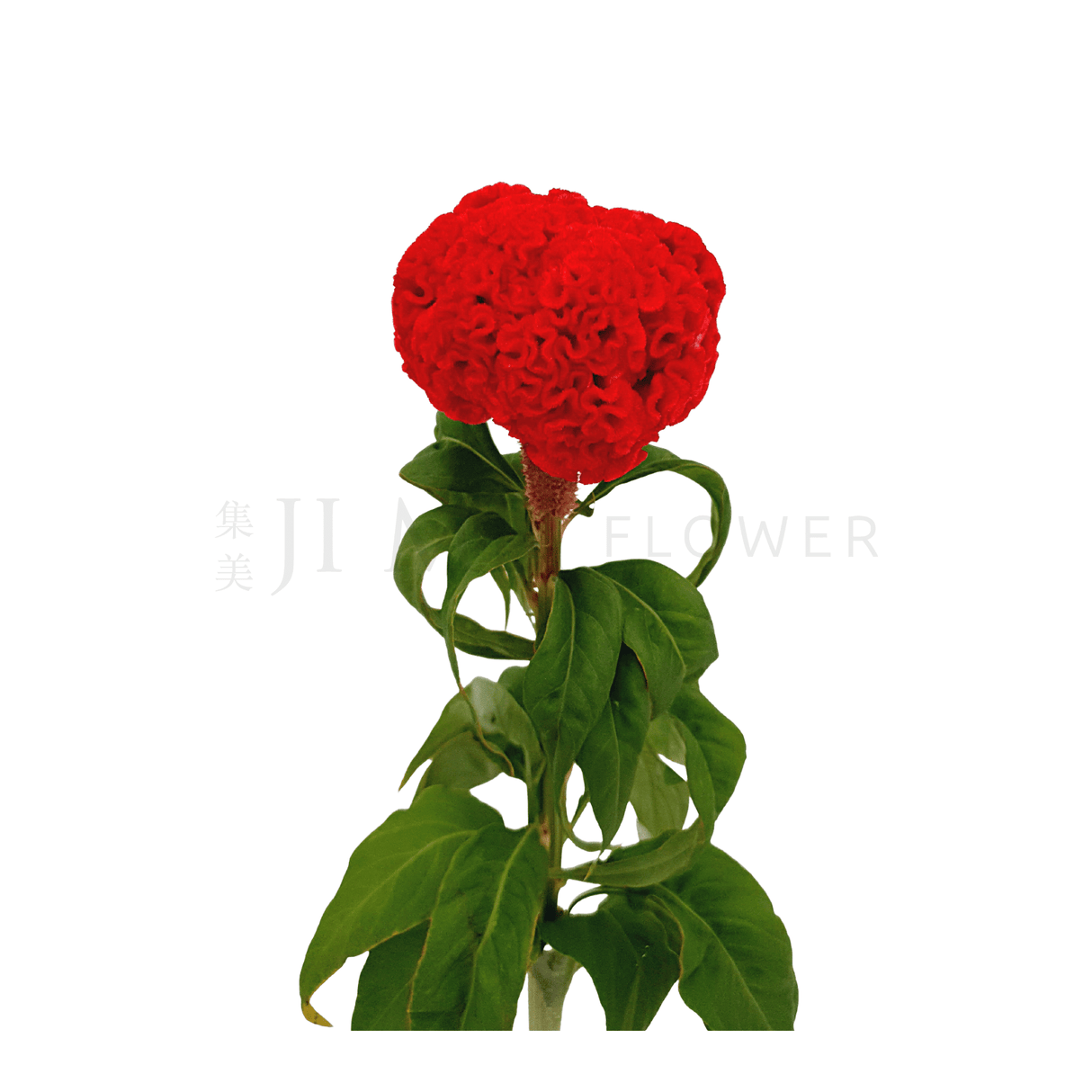 Celosia Cockcomb (Malaysia)