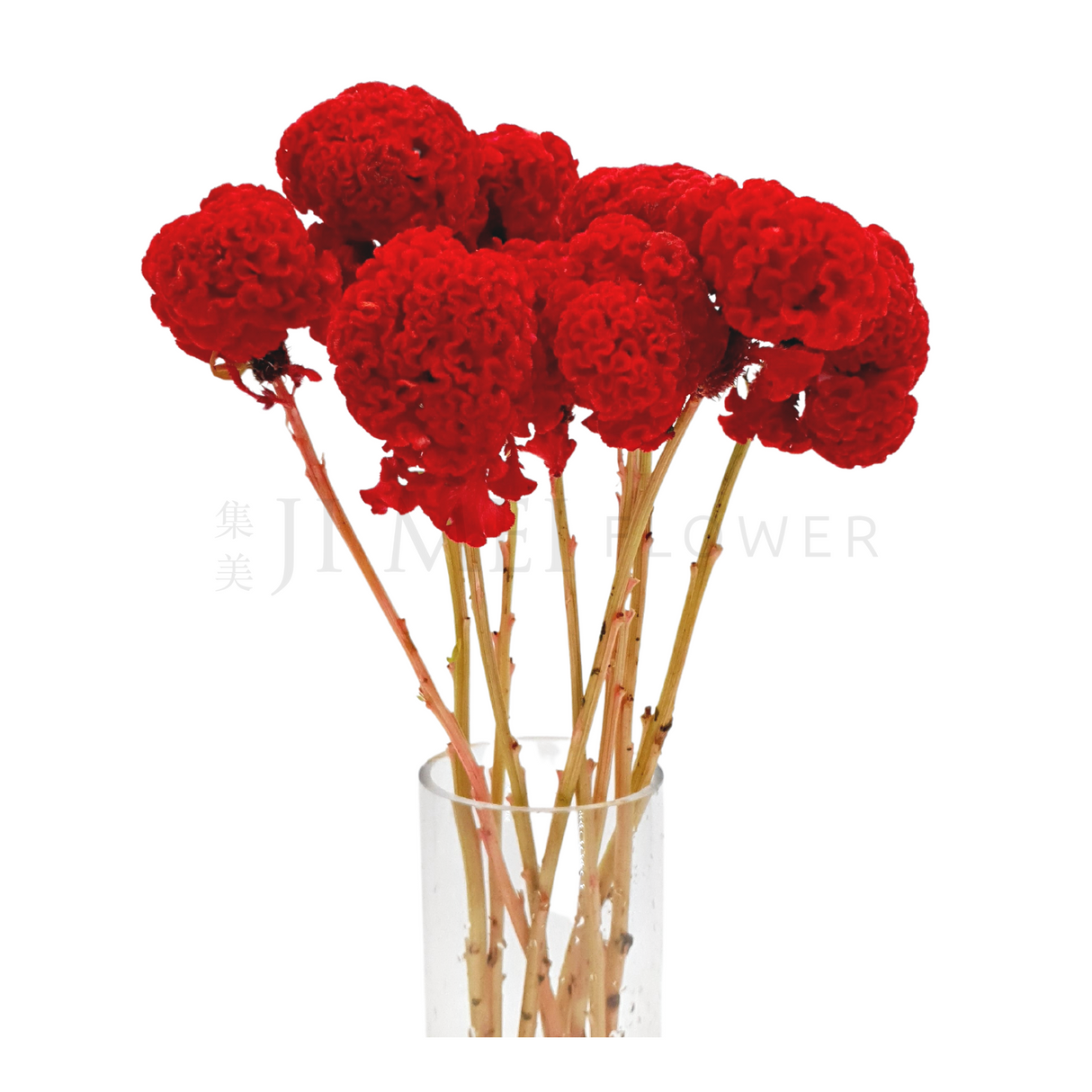 Celosia Cr. Bombay (Taiwan)