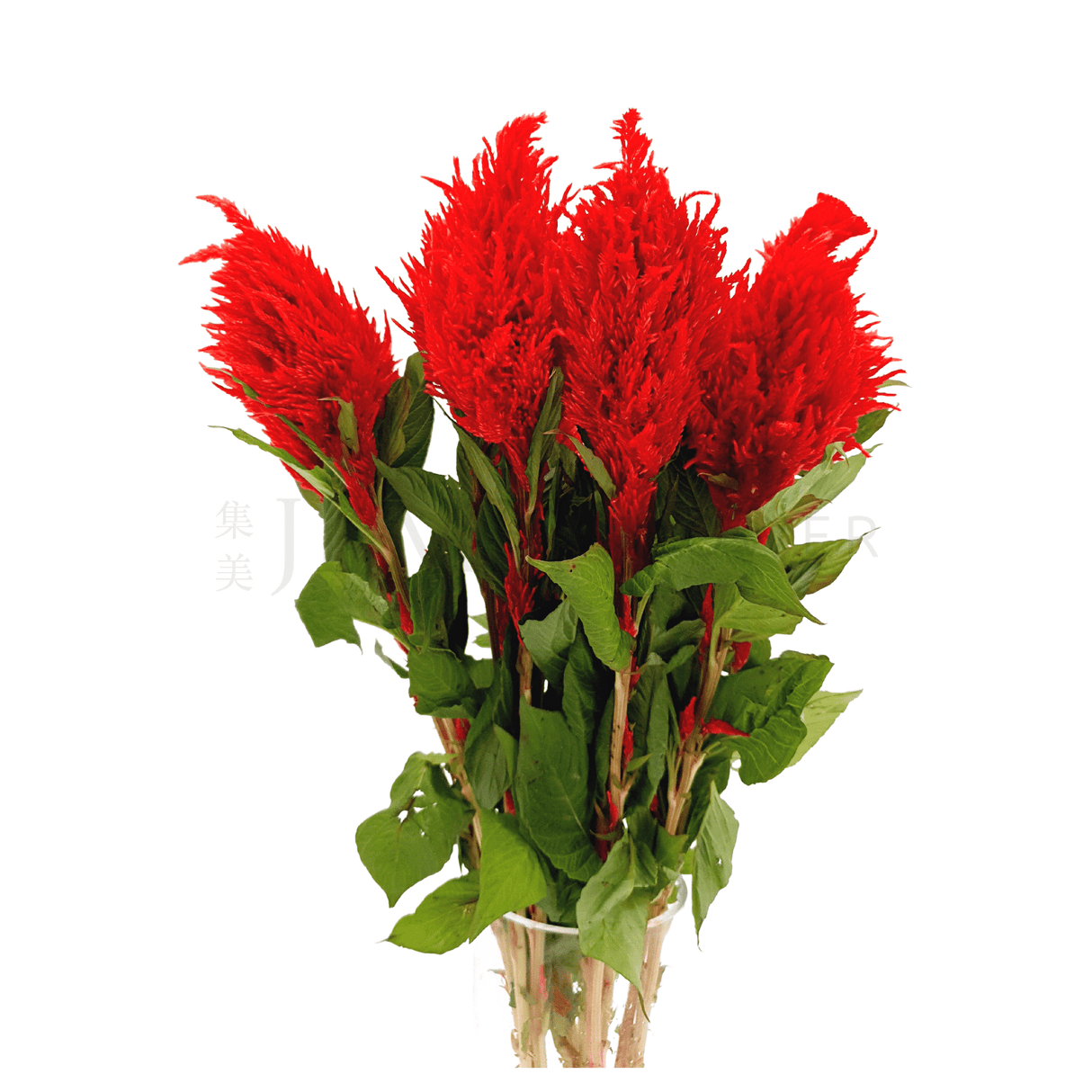 Celosia Red Tail (Taiwan)