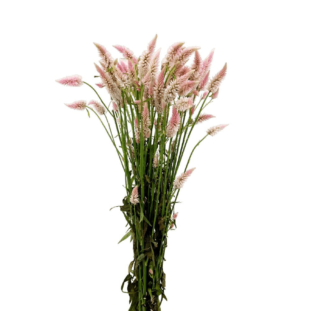 Celosia Tail Spray (China)