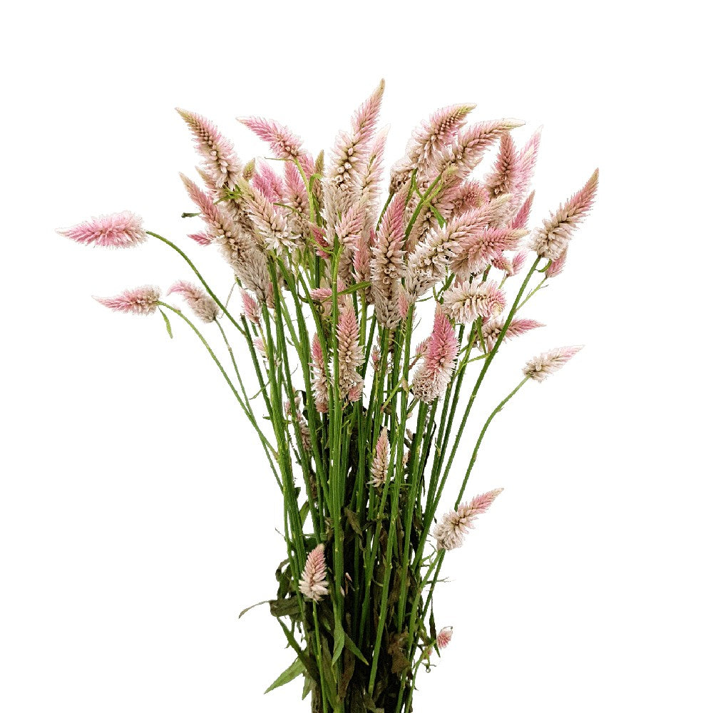 Celosia Tail Spray (China)