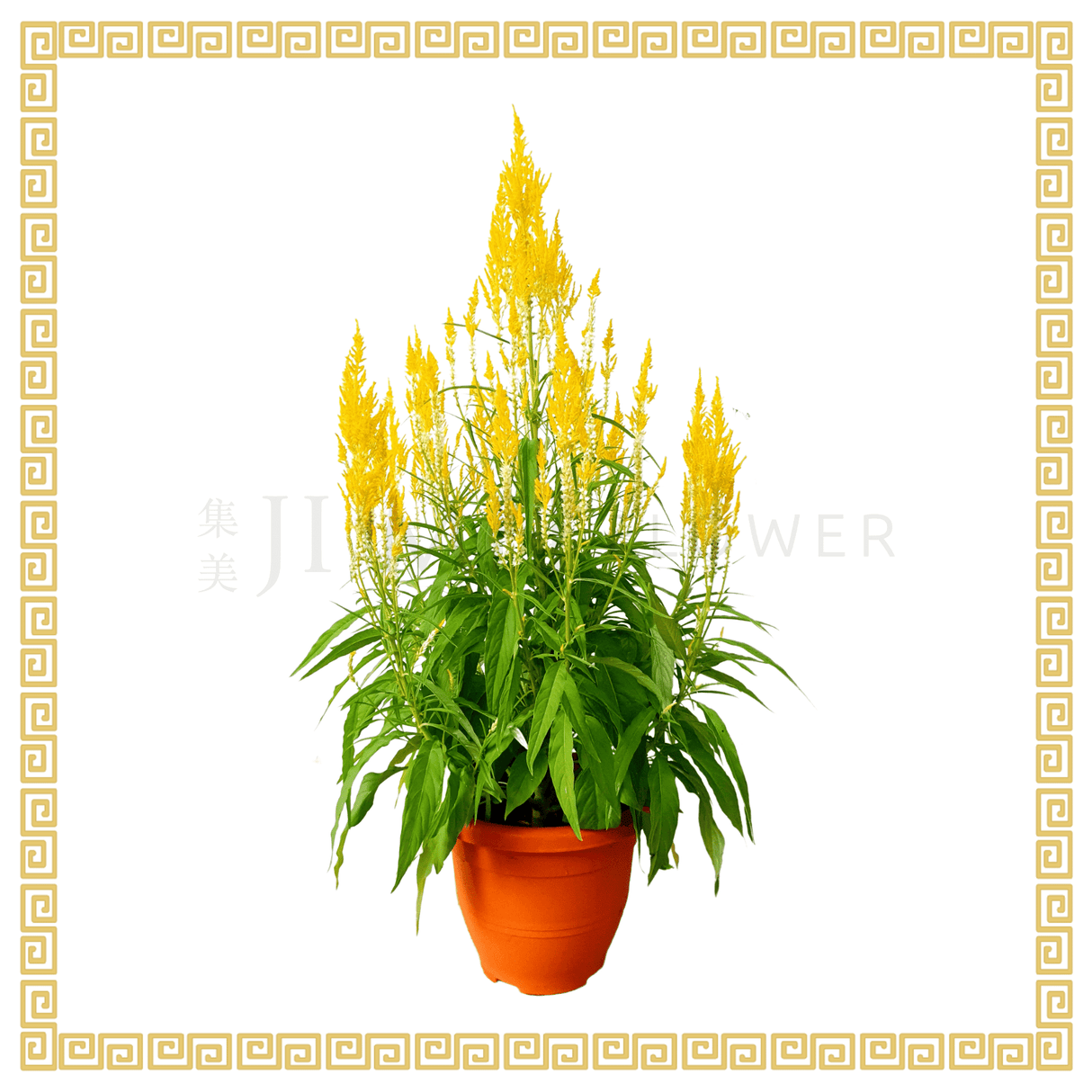 Celosia 凤尾 Single Color (Yellow)
